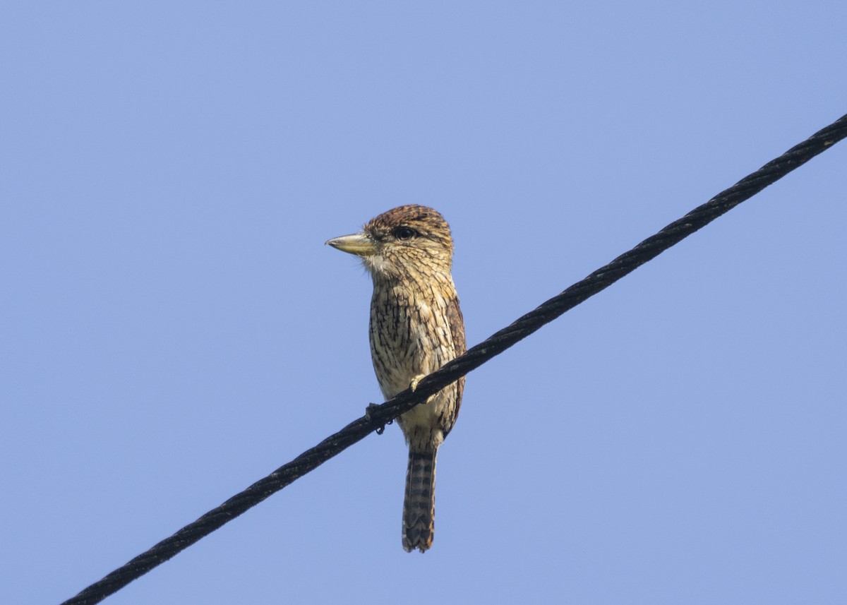 Eastern Striolated-Puffbird (torridus) - Silvia Faustino Linhares