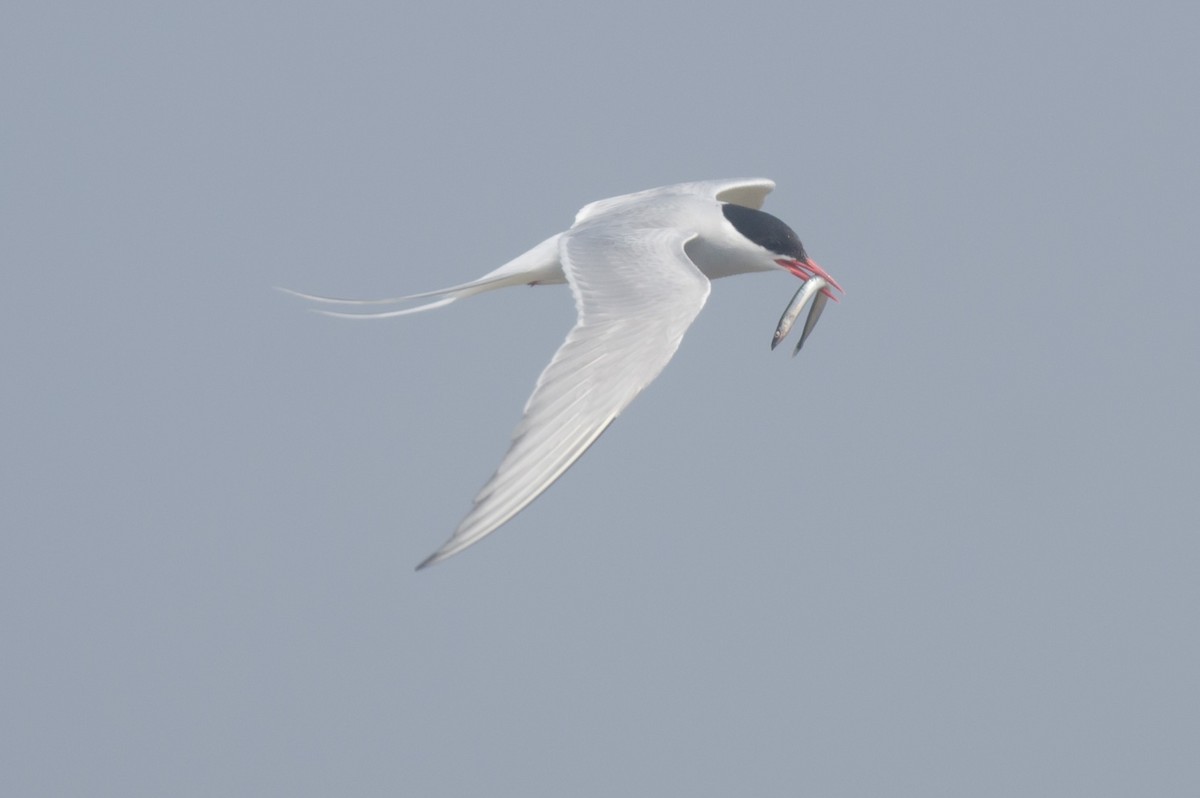 Arctic Tern - ML593999251