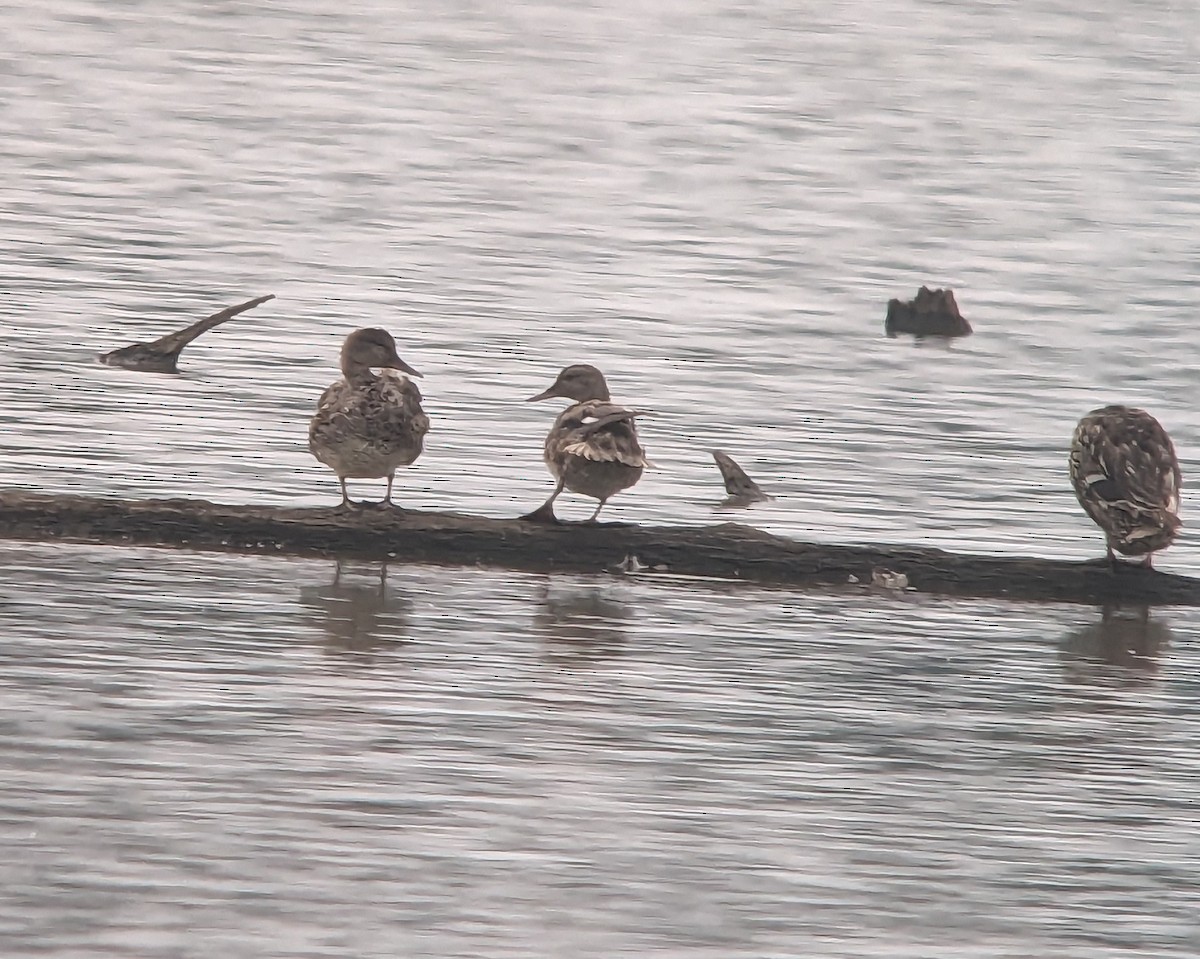 EBird Checklist 14 Jul 2023 Tennessee NWR Duck River Unit Pool 2 Clear Lake 44 Species