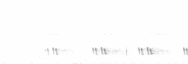 Kara Kulaklı Barbet - ML594000041