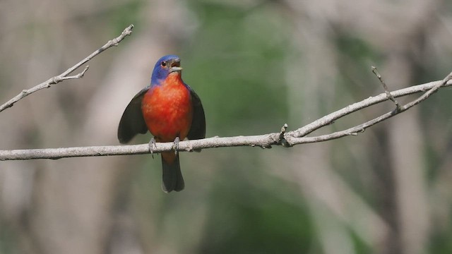 Painted Bunting - ML594001291
