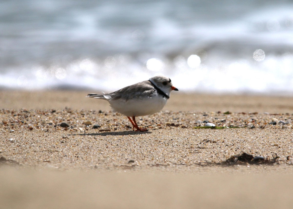 Piping Plover - ML59400231