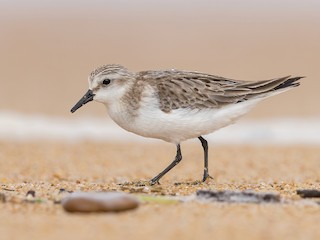 Red-necked Stint - Calidris ruficollis - Birds of the World