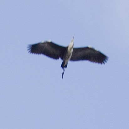 Pacific Heron - Mat Gilfedder