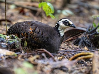  - Gray-breasted Partridge