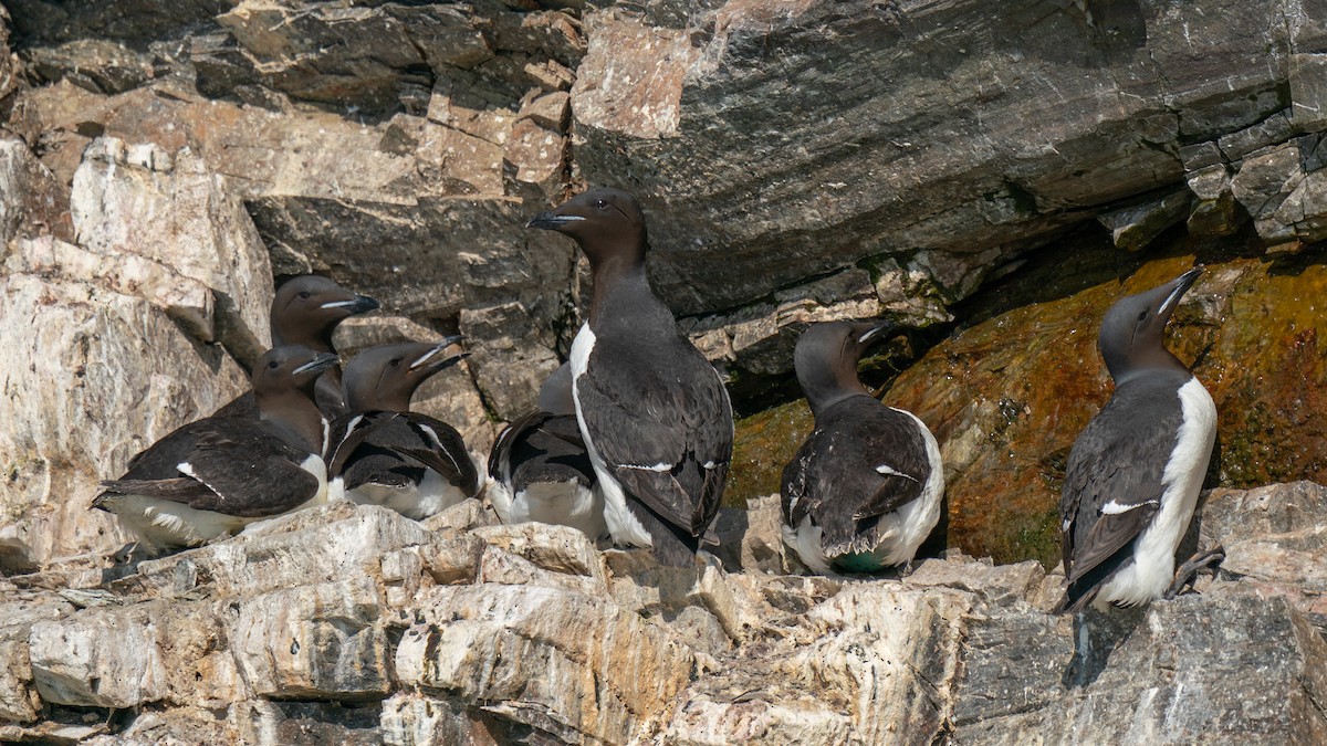 Thick-billed Murre - ML594009951