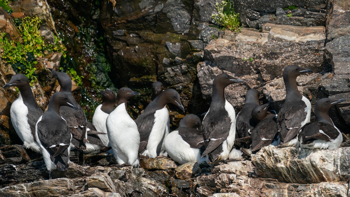 Thick-billed Murre - ML594009981