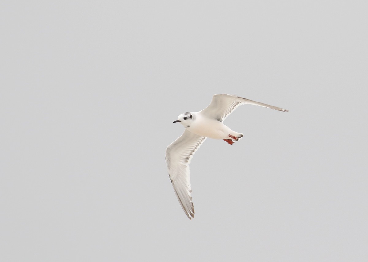 Little Gull - Nathan Dubrow