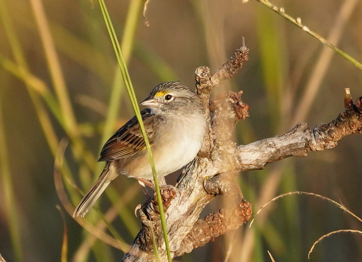 Grassland Sparrow - ML594010851