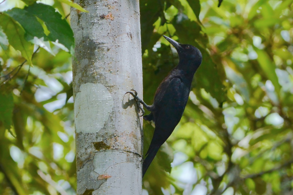 Guadeloupe Woodpecker - ML594011741