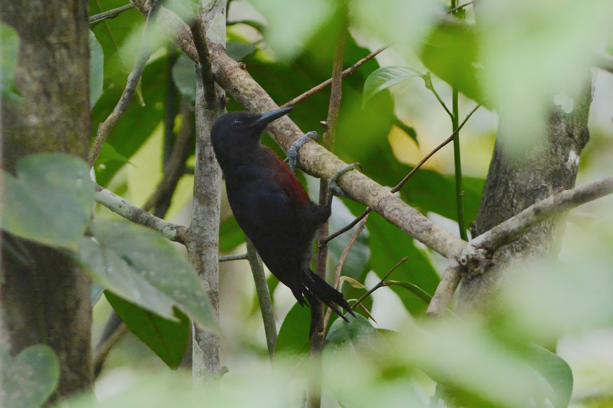 Guadeloupe Woodpecker - David Hollie