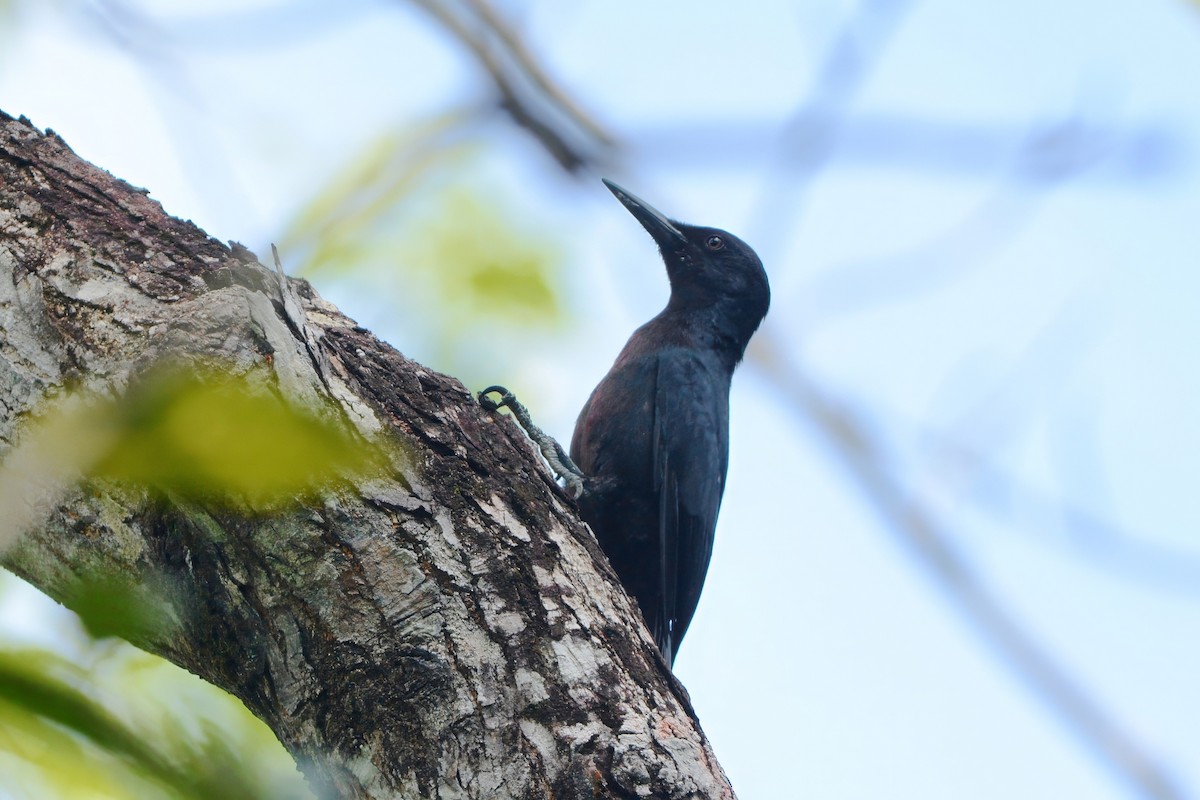 Guadeloupe Woodpecker - ML594011761