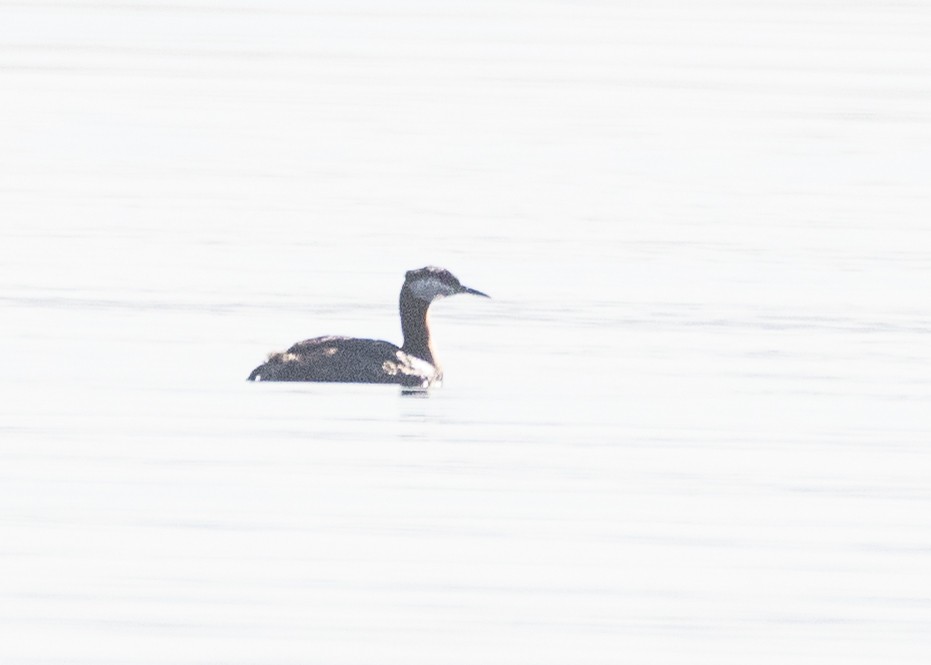 Red-necked Grebe - ML594012881