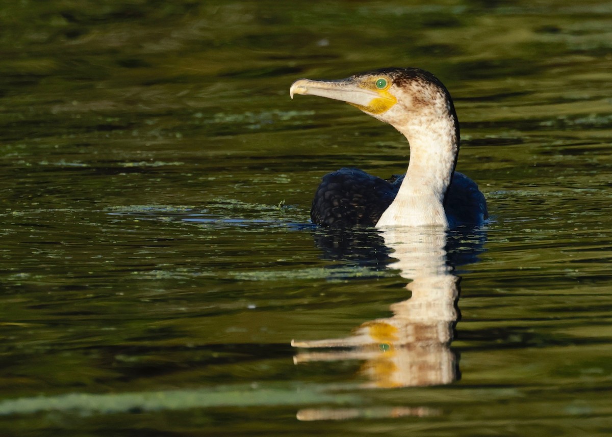Great Cormorant (White-breasted) - ML594019321