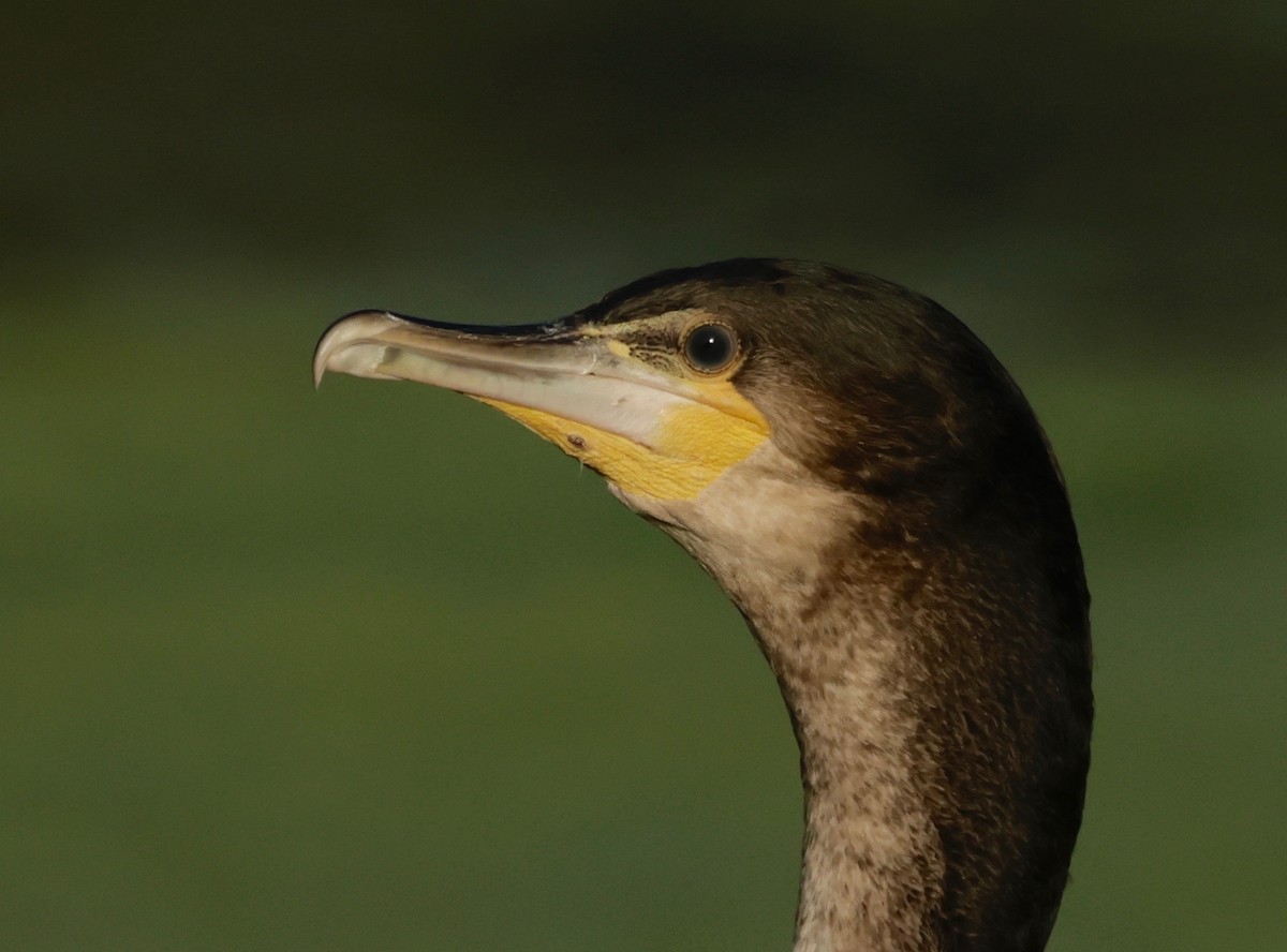 Great Cormorant (White-breasted) - ML594019341