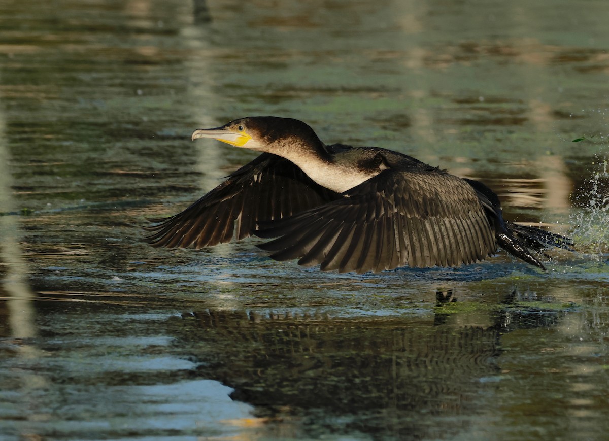 Great Cormorant (White-breasted) - ML594019351