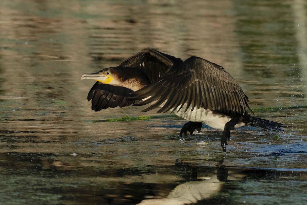 Great Cormorant (White-breasted) - ML594019361