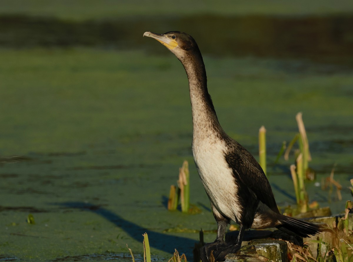 Great Cormorant (White-breasted) - ML594019371