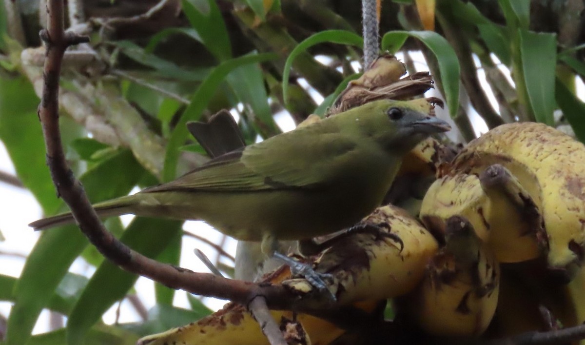 Palm Tanager - ML594021641