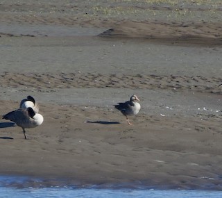 Greater White-fronted Goose, ML594023381