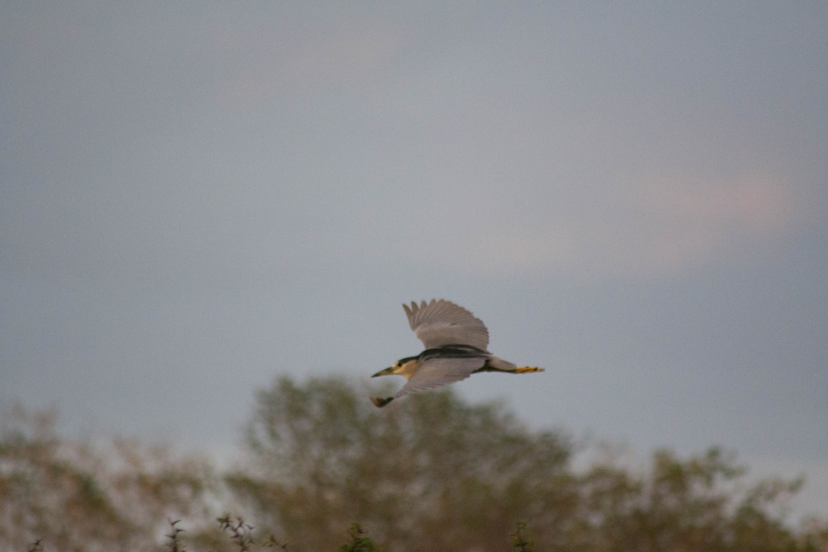Black-crowned Night Heron - Luis Trinchan