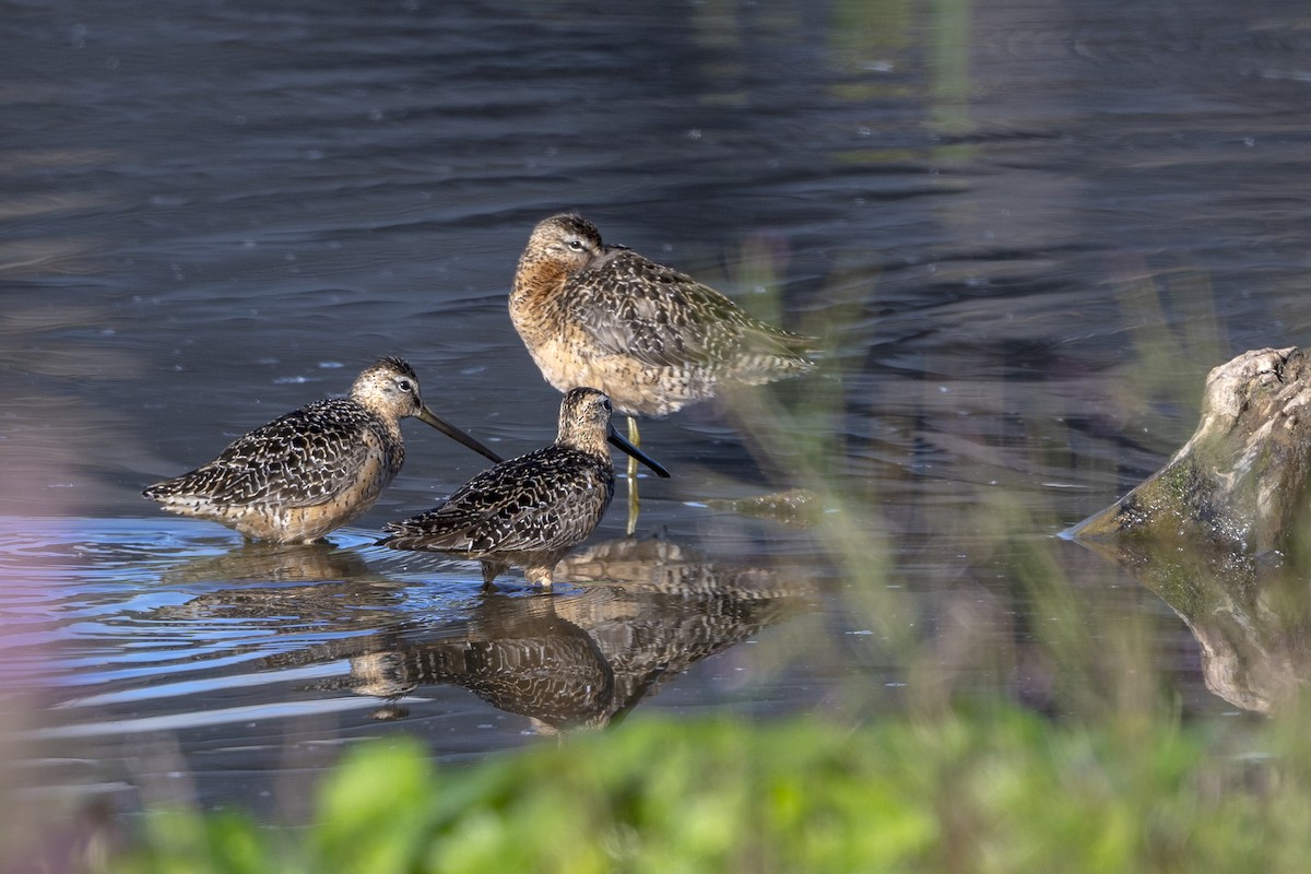 Long-billed Dowitcher - ML594028111
