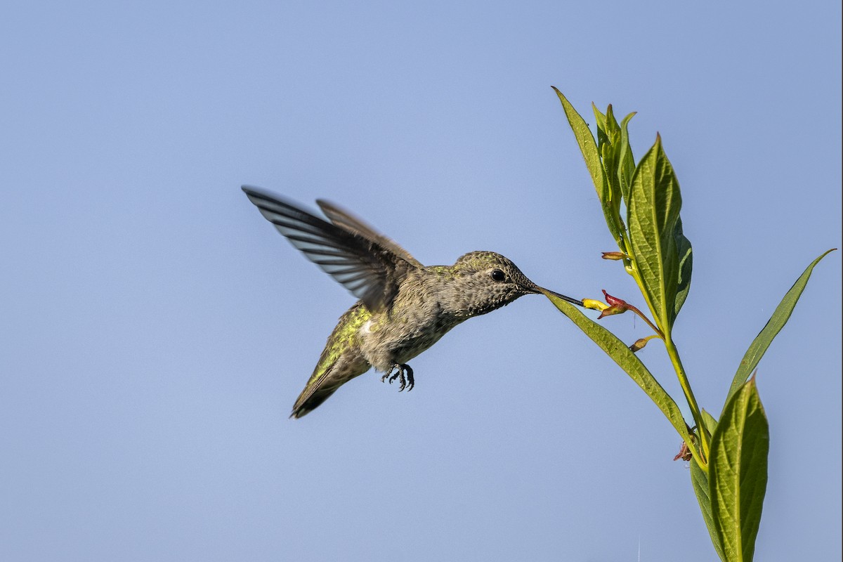 Anna's Hummingbird - ML594028231