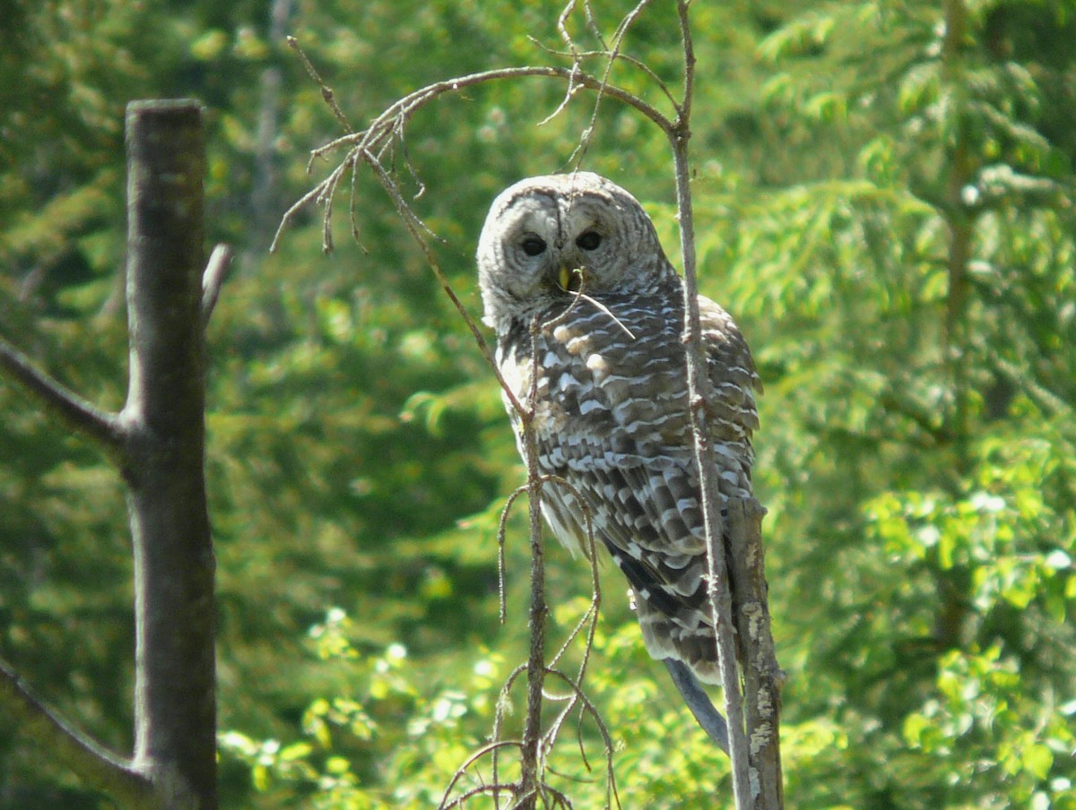 Barred Owl - ML59402971