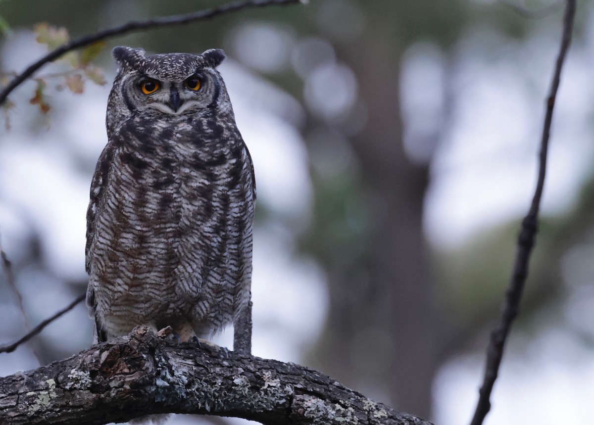 Spotted Eagle-Owl - Garret Skead