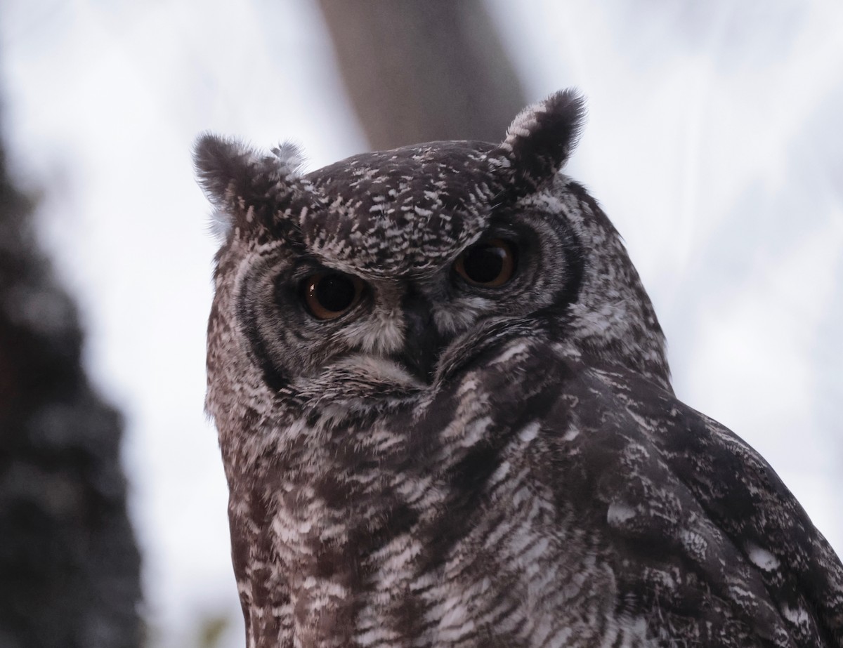 Spotted Eagle-Owl - ML594033261