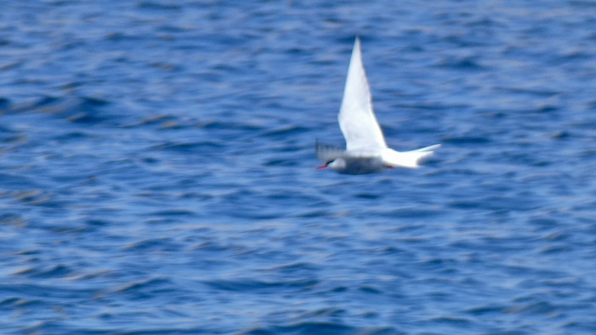 Arctic Tern - ML594034671