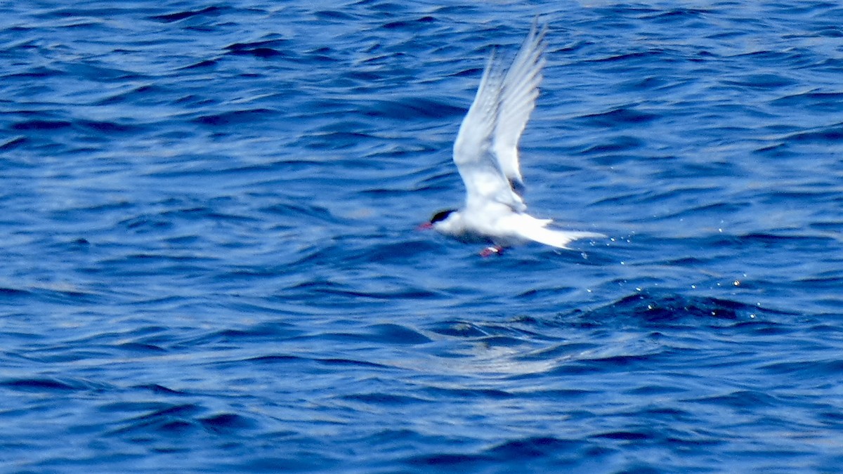 Arctic Tern - ML594034701