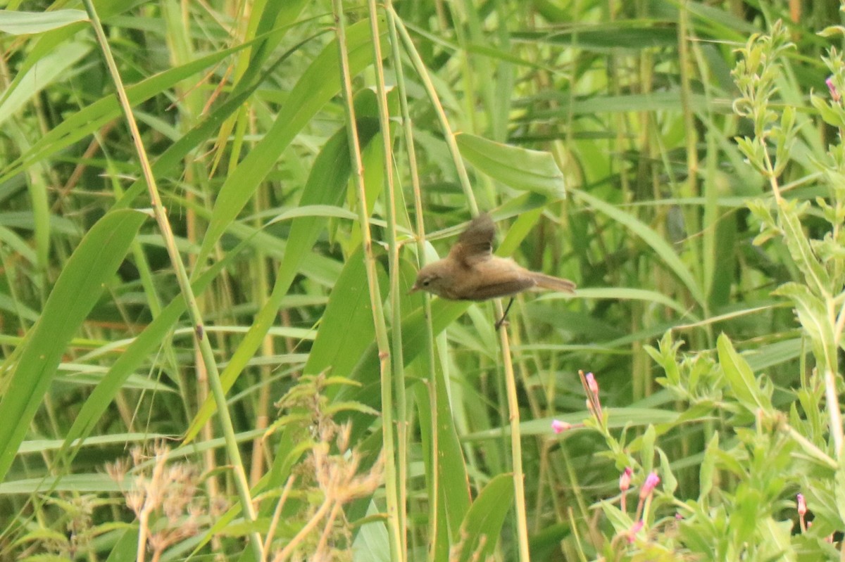 Common Reed Warbler - ML594037701