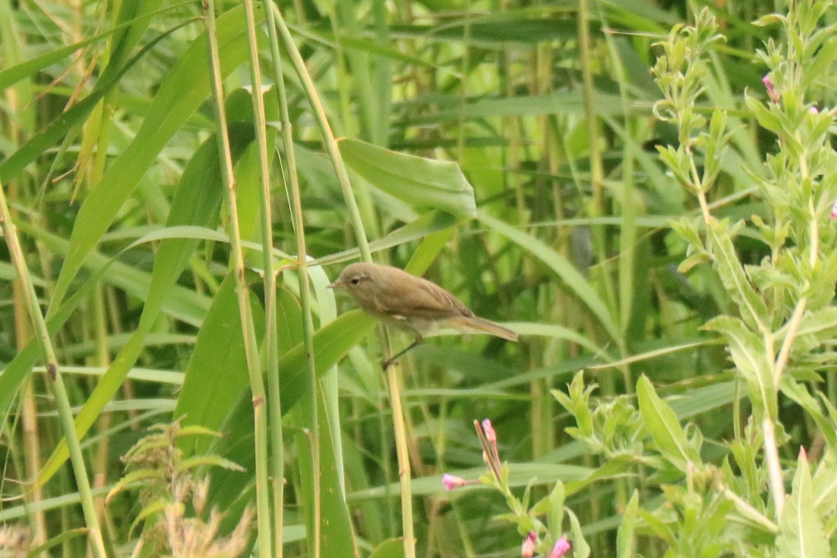 Common Reed Warbler - ML594038101