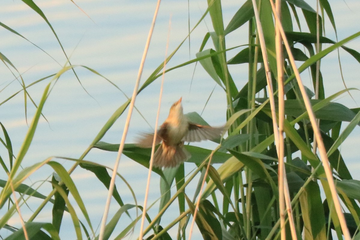 Common Reed Warbler - ML594039011
