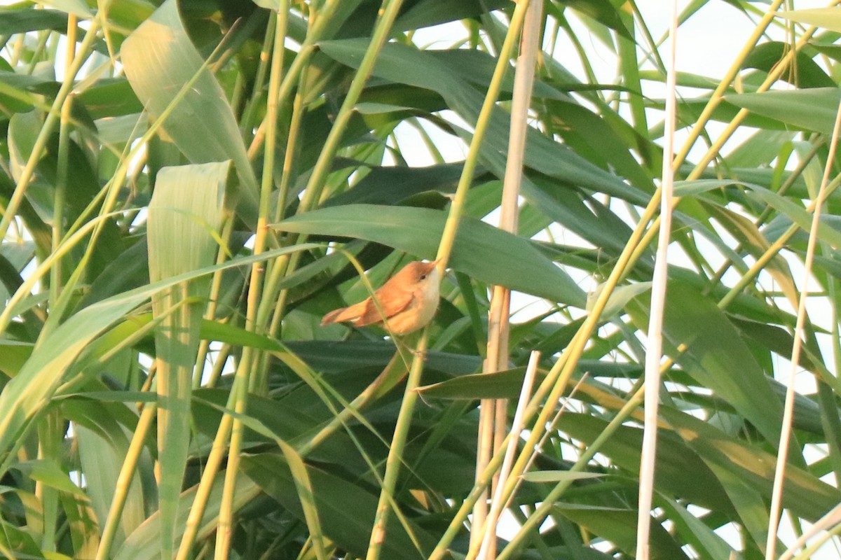 Common Reed Warbler - ML594039181