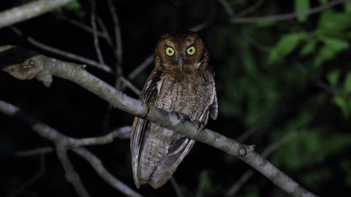 Middle American Screech-Owl (Middle American) - ML594040361