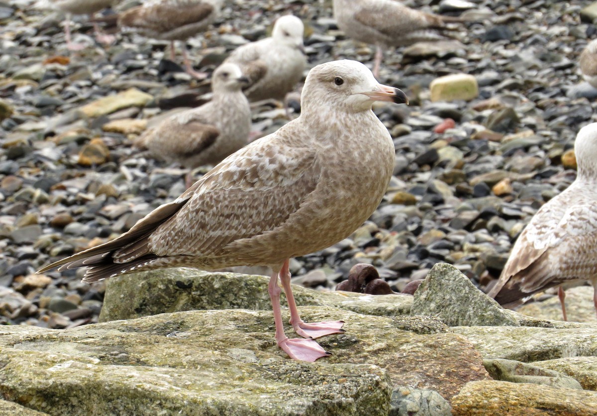 Herring Gull (American) - ML594041631