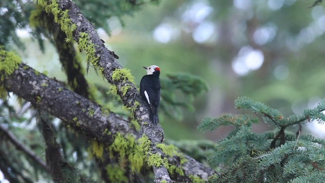 White-headed Woodpecker - ML594041821