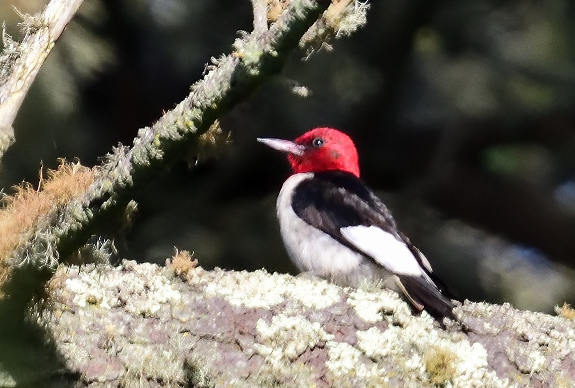 Red-headed Woodpecker - ML594048171