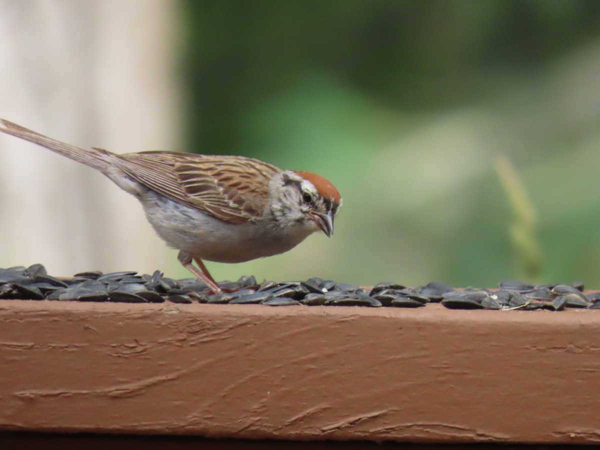 Chipping Sparrow - ML594050531