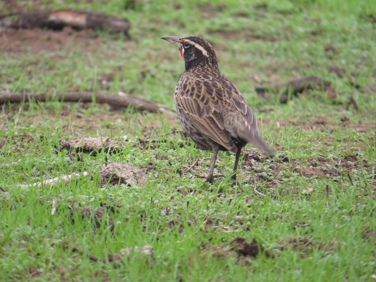 Long-tailed Meadowlark - Constanza Vera Garrido