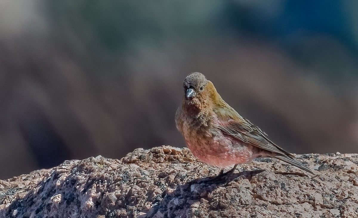 Brown-capped Rosy-Finch - ML594051011