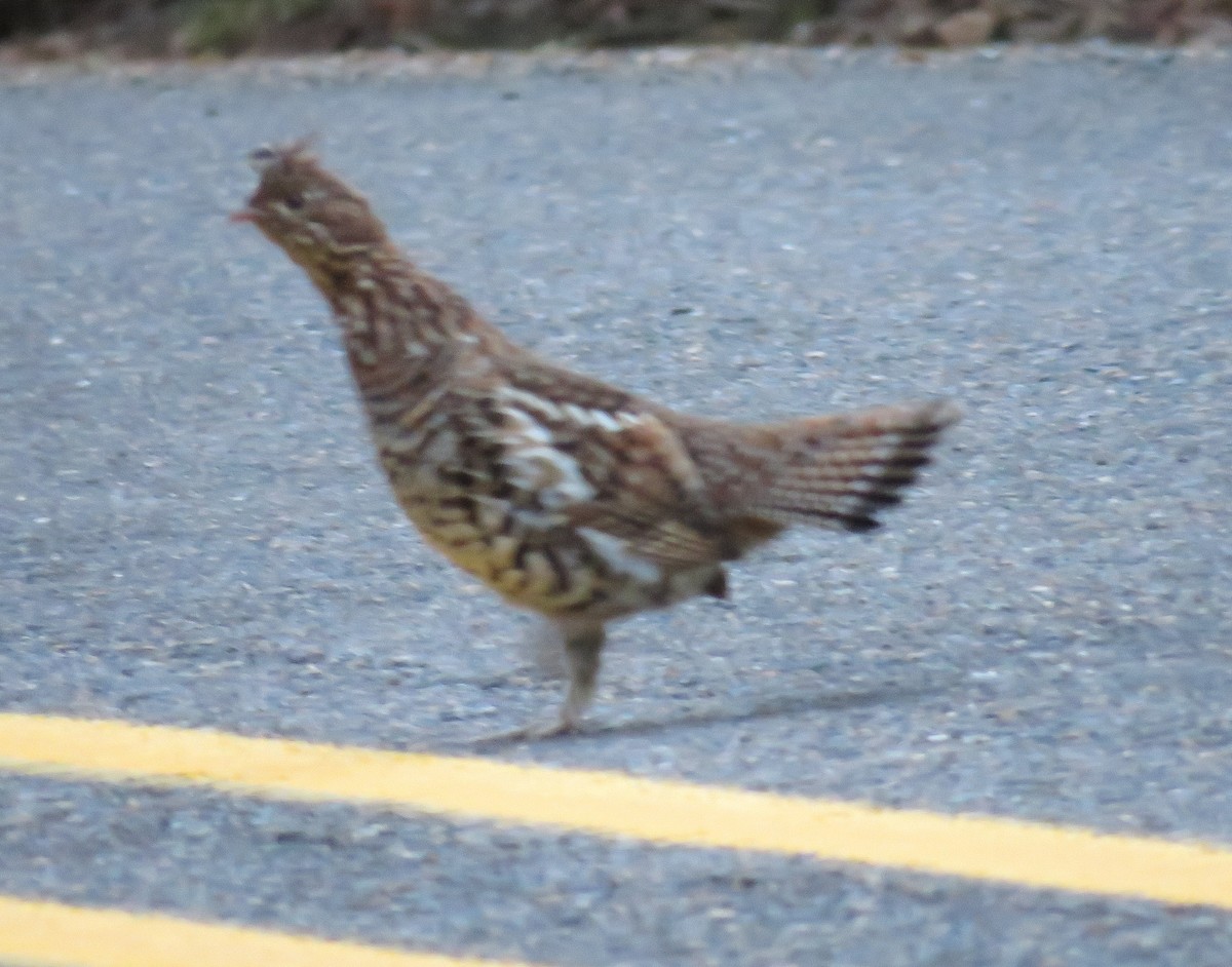 eBird Checklist 14 Jul 2023 2444324619 AlseaDeadwood Highway