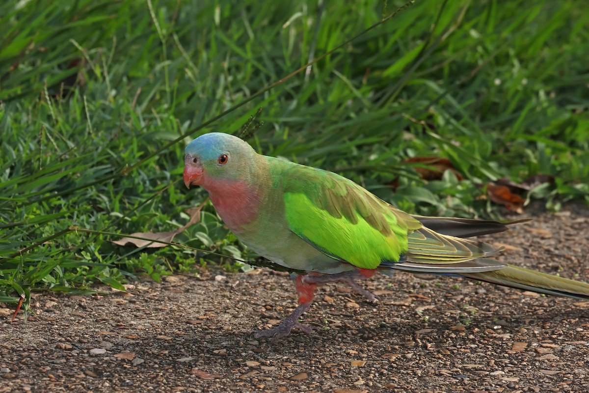 Розовогорлый попугай - ML594057981