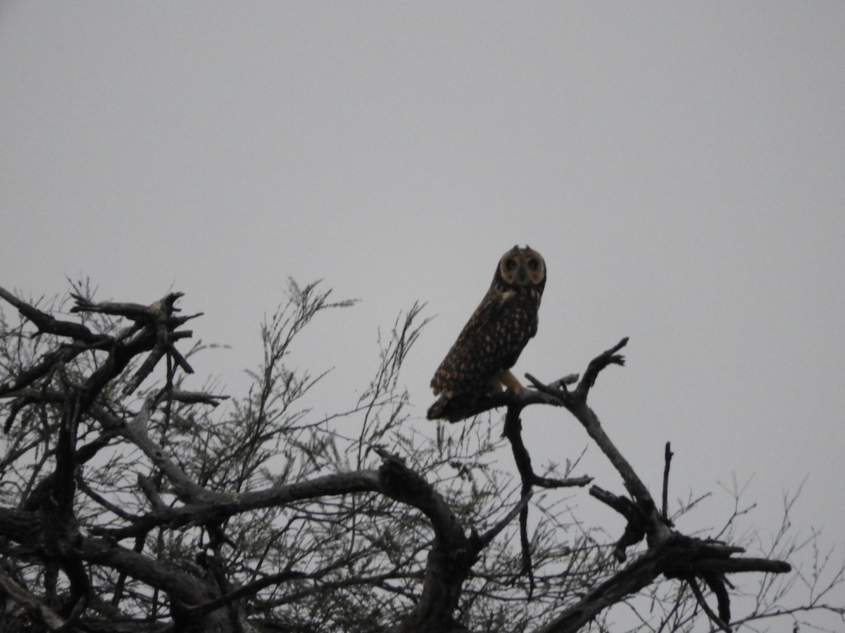 Short-eared Owl - ML594060881