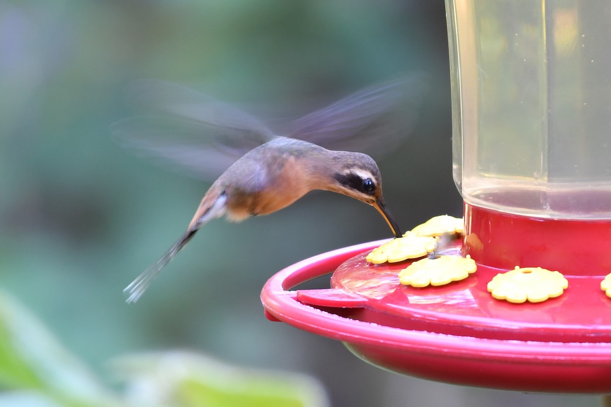 kolibřík podrostní - ML594062001