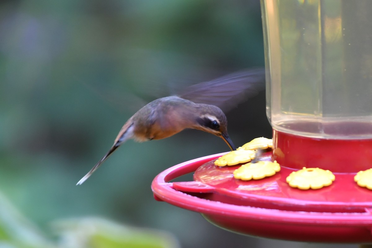 kolibřík podrostní - ML594062021