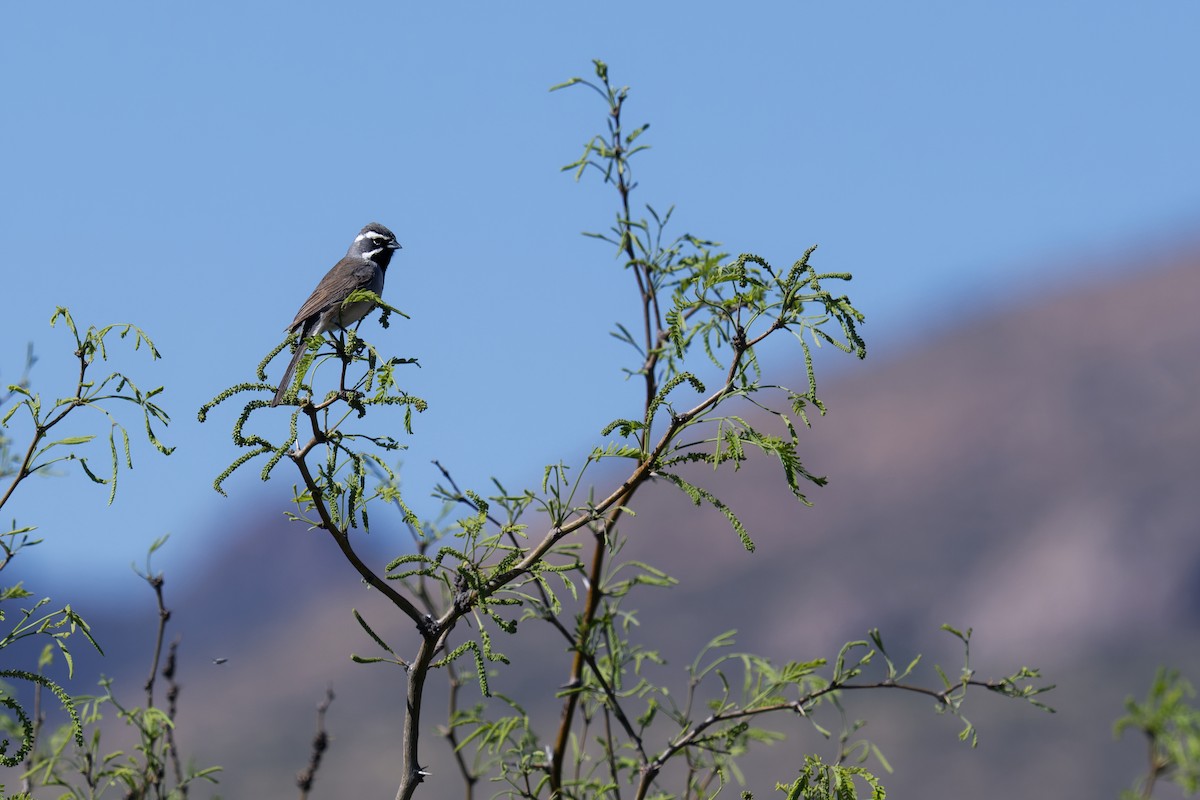 Black-throated Sparrow - ML594062461