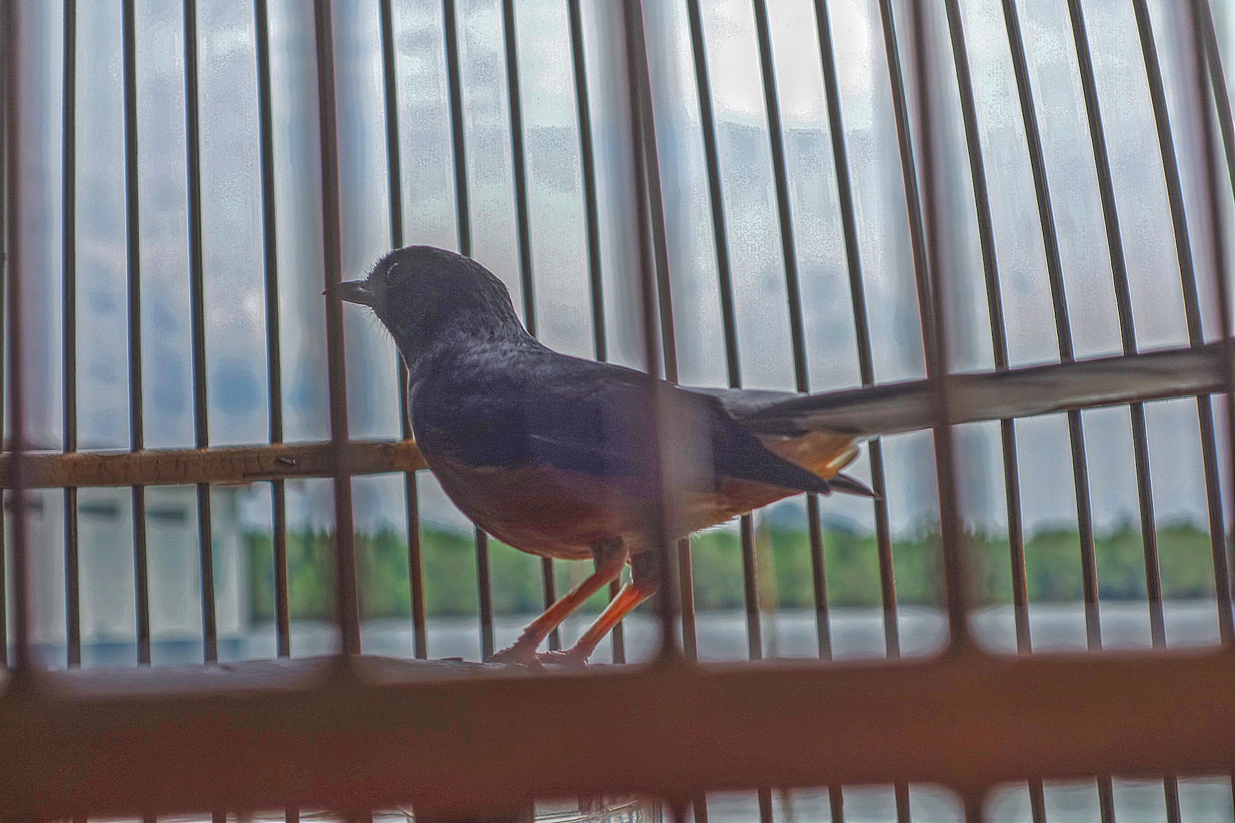 White-rumped Shama (Long-tailed) - eBird